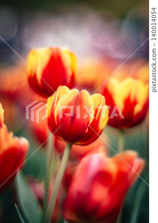 tulip tulip 140014054
