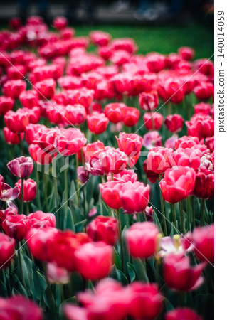 tulip tulip 140014059