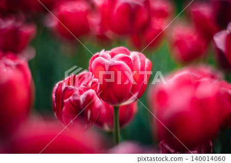 tulip tulip 140014060
