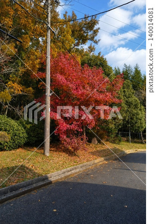 Red autumn leaves spread along the road on a clear autumn day. Red autumn leaves spread along the road on a clear autumn day. 140014081