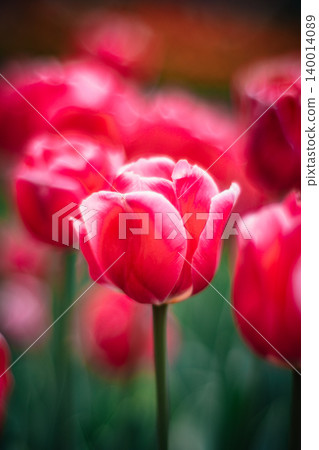 tulip tulip 140014089