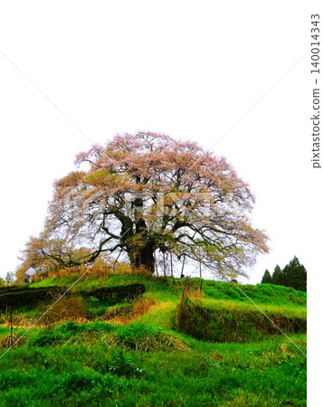 The Daigo Cherry Tree is a single cherry tree, approximately 1,000 years old, said to have been admired by Emperor Go-Daigo, who was exiled to Oki Island during the Kamakura period. 140014343