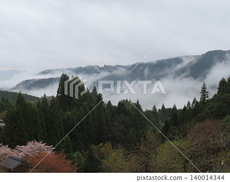 從醍醐櫻花樹上可以看到雲海，這棵櫻花樹大約有1000年的歷史，據說鎌倉時代被流放到隱岐島的後醍醐天皇非常欣賞它。 140014344