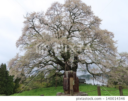 The Daigo Cherry Tree is a single cherry tree, approximately 1,000 years old, said to have been admired by Emperor Go-Daigo, who was exiled to Oki Island during the Kamakura period. The Daigo Cherry Tree is a single cherry tree, approximately 1,000 years old, said to have been admired by Emperor Go-Daigo, who was exiled to Oki Island during the Kamakura period. 140014346