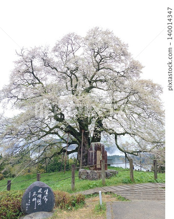 The Daigo Cherry Tree is a single cherry tree, approximately 1,000 years old, said to have been admired by Emperor Go-Daigo, who was exiled to Oki Island during the Kamakura period. 140014347