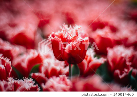 tulip tulip 140014460