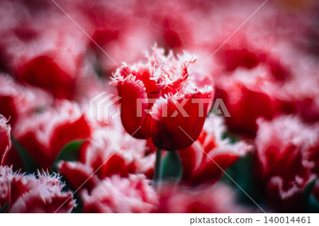 tulip 140014461