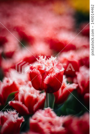 tulip tulip 140014462