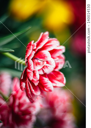 tulip tulip 140014530