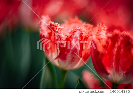 tulip tulip 140014580