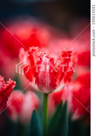 tulip 140014581