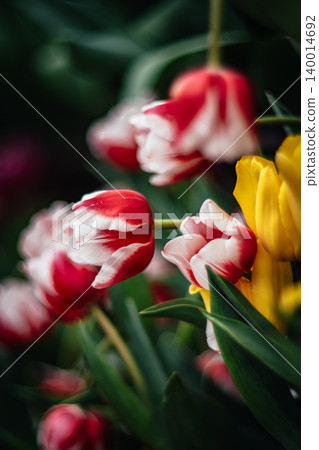 tulip tulip 140014692