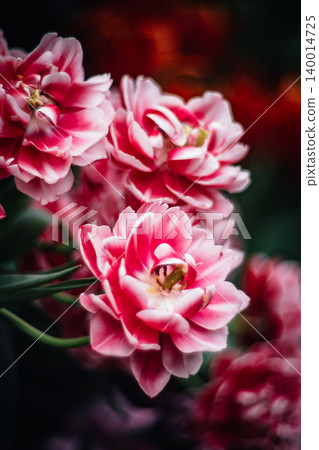 tulip tulip 140014725