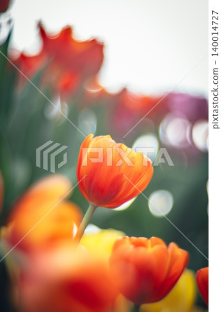 tulip tulip 140014727