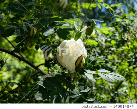 First spring buds of a white cultivar garden rosehip shrub opening up. First spring buds of a white cultivar garden rosehip shrub opening up. 140014874