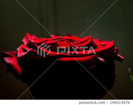 Horizontal macro of a red rose bud with interlocking crimson petals. 140014876