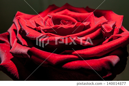 Low key macro photo of a romantic red rose with textured velvety petals. Low key macro photo of a romantic red rose with textured velvety petals. 140014877