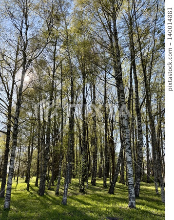 A birch forest bathed in sunlight A birch forest bathed in sunlight 140014881