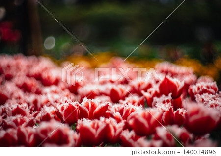 tulip 140014896