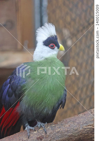Grey-headed Turaco Grey-headed Turaco 140015009