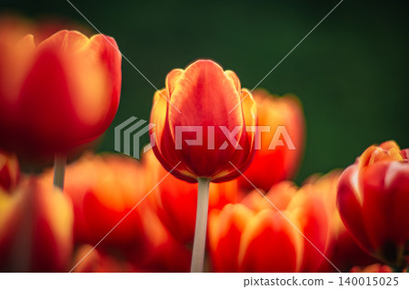 tulip tulip 140015025