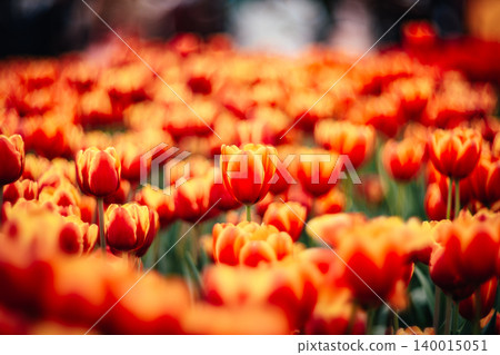 tulip tulip 140015051