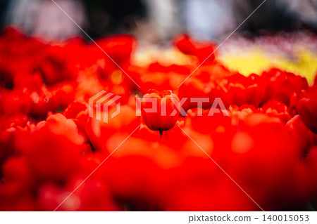 tulip tulip 140015053
