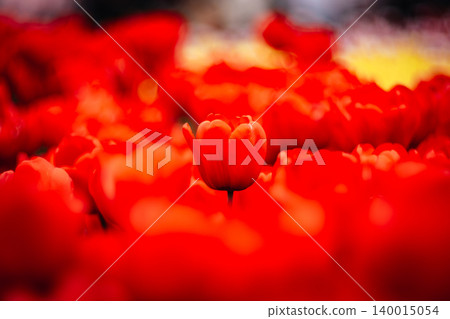 tulip 140015054