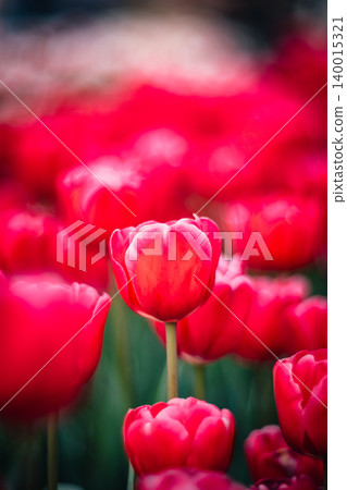 tulip tulip 140015321