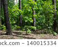 Lush green forest with tall trees and undergrowth 140015334
