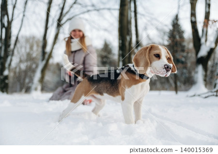 Beagle dog standing in fresh snow while a woman in winter attire plays in a snowy park surrounded by trees during a cold winter day with bright sunlight Beagle dog standing in fresh snow while a woman in winter attire plays in a snowy park surrounded by trees during a cold winter day with bright sunlight 140015369