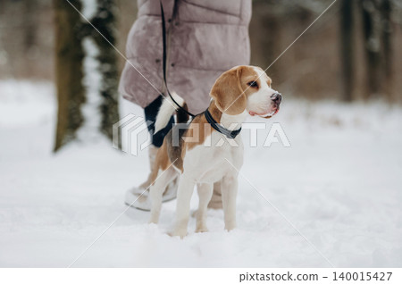 Beagle dog standing in fresh snow while owner in a long coat holds the leash, surrounded by trees in a winter landscape during a cold day outdoors Beagle dog standing in fresh snow while owner in a long coat holds the leash, surrounded by trees in a winter landscape during a cold day outdoors 140015427