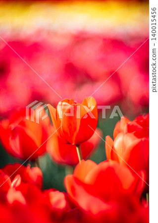 tulip tulip 140015456
