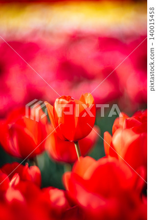 tulip tulip 140015458