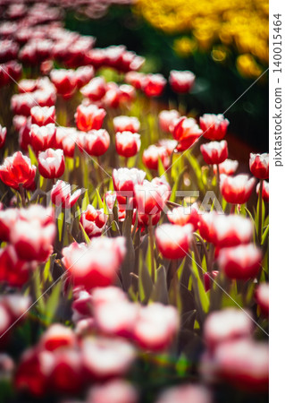 tulip tulip 140015464