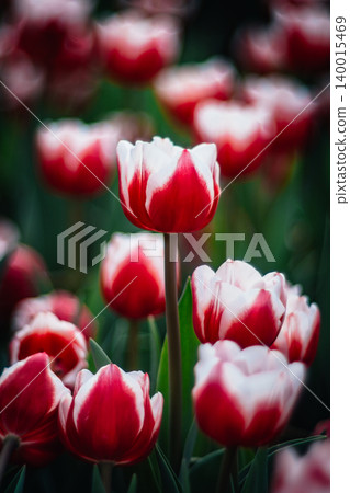 tulip tulip 140015469