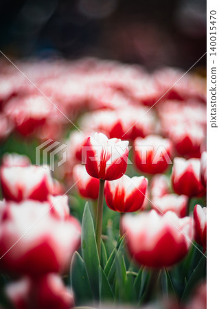tulip tulip 140015470