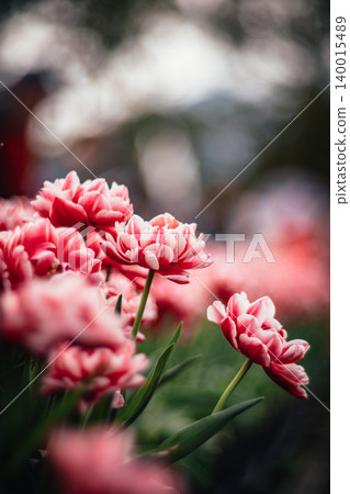 tulip 140015489
