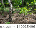 Forest litter with birch and young oak trees 140015496