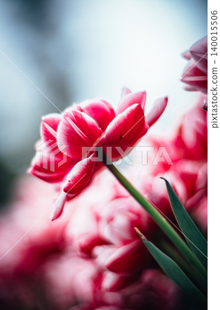 鬱金香 鬱金香 140015506