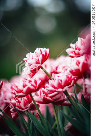 tulip 140015507