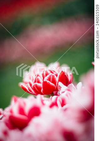 tulip tulip 140015509
