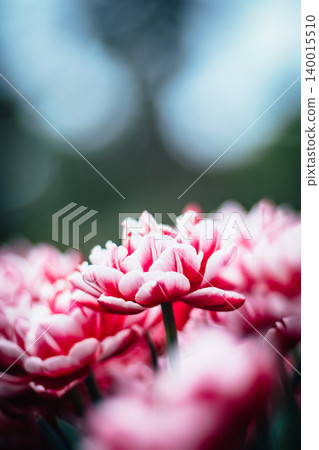 tulip 140015510