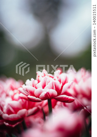 tulip 140015511