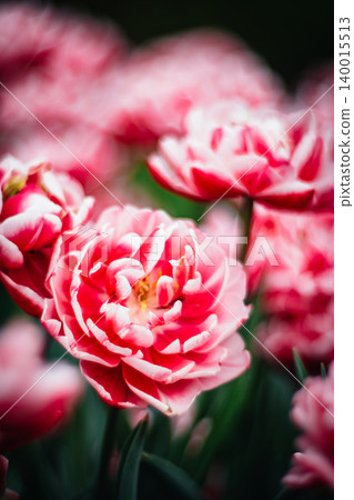 tulip 140015513