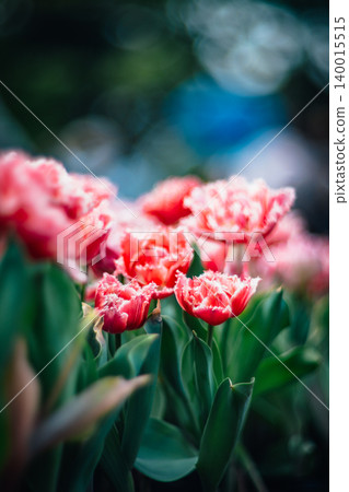 tulip 140015515