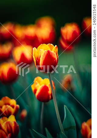 tulip tulip 140015548