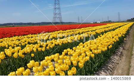 Tulip field of Gozumi-shi Tulip field of Gozumi-shi 140015869