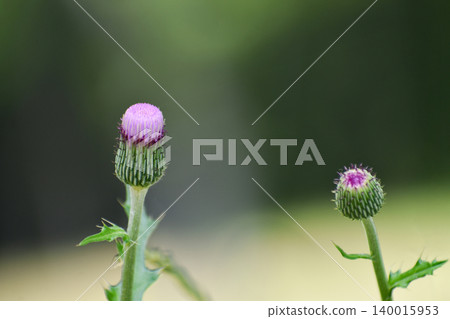 Thistle buds about to bloom Thistle buds about to bloom 140015953