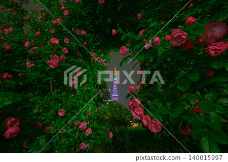 玫瑰和東京鐵塔(芝公園) 玫瑰和東京鐵塔(芝公園) 140015997
